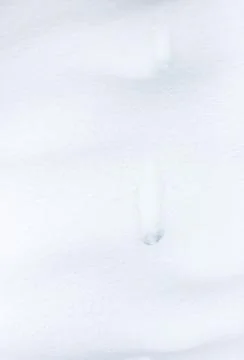 Traces of the beast in the snow Stock Photos