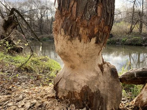 Traces of beaver life Stock Photos