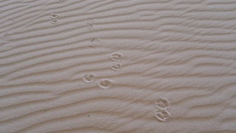 Traces of a camel on sand in the desert. Stock Footage 110354745