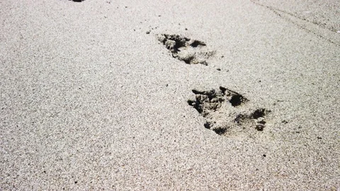 Traces of a dog on the sand Stock Footage 186831838
