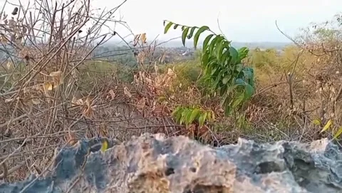 Traces of drought on rocky ground. Stock Footage 341678773