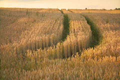 Traces on the field Stock Photos