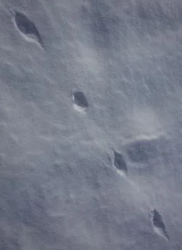 Traces of fox paw prints on fresh snow on sunny day. Stock Photos