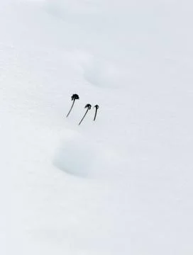 Traces Fox in the snow Stock Photos