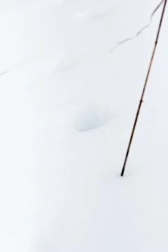 Traces Fox in the snow Stock Photos