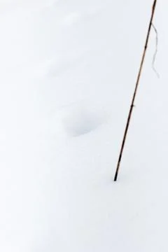 Traces Fox in the snow Stock Photos
