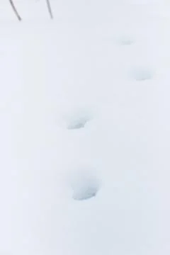 Traces Fox in the snow Stock Photos