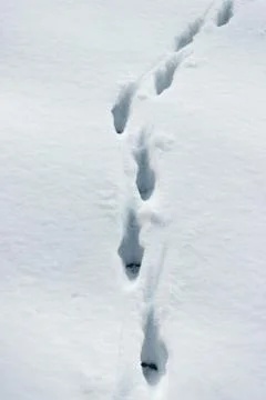 Traces of foxes on the snow surface Stock Photos