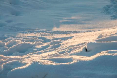 Traces in the fresh snow in the rays of the evening sun at sunset Stock Photos