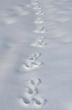 Traces of a hare on a snow Stock Photos
