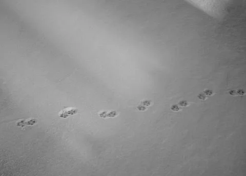 Traces of a hare in the snow Stock Photos