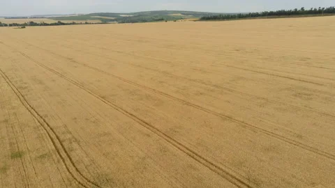 Traces harvesters on wheat field Stock Footage 150516188