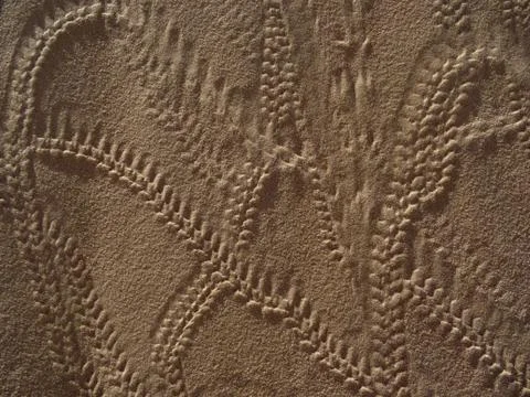 Traces of insects on the sand 库存照片