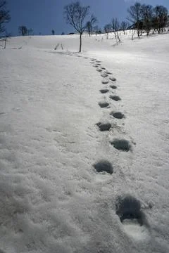 Traces of large bear on spring melting snow with crust of ice. Foto stock