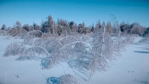 Traces near the bent trees Stock Footage 85832089