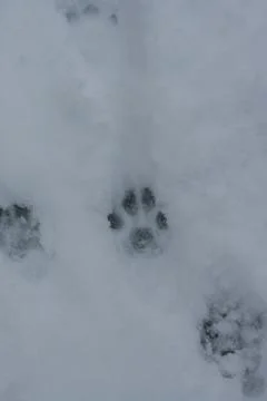 Traces of otter in the snow Stock Photos