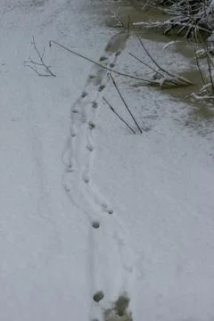 Traces of otter in the snow Stock Photos