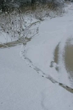 Traces of otter in the snow Stock Photos