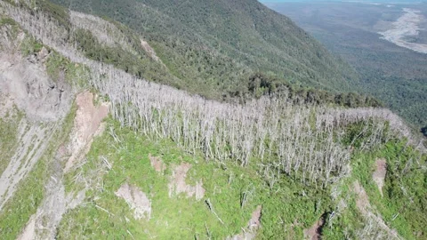 Traces of the passage of the pyroclastic flow, Chaitén Volcano Stock Footage 249010538