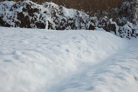 Traces of a pheasant in the snow. Stock Photos