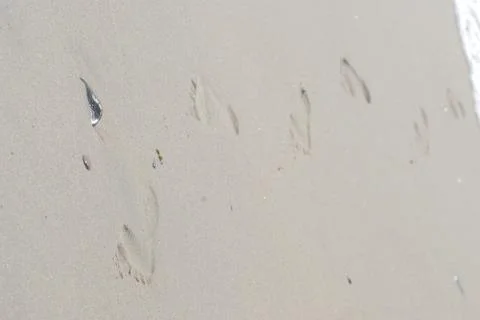 Traces on sand Stock Photos