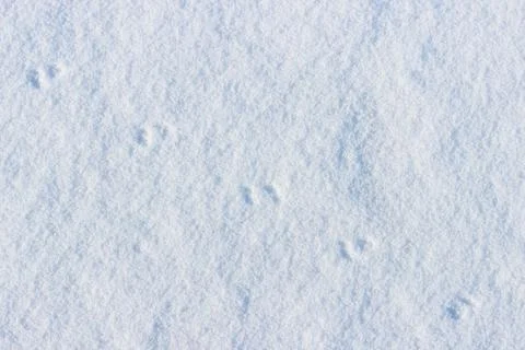 Traces of a small mouse on white snow in the winter. Free Stock Photos