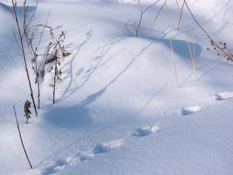 Traces on snow Stock Photos