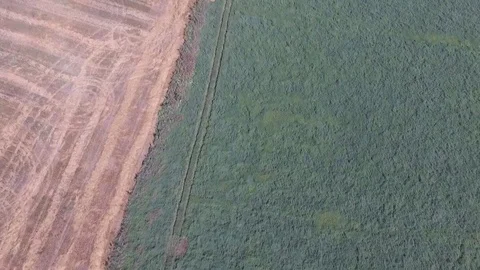 The traces of the technology cleans the grain harvest Stock-Footage 71453079