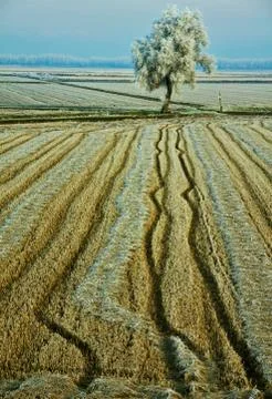 Traces of technology on the yellow endless fields Stock Photos