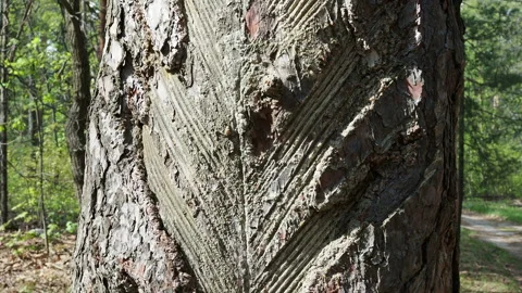 Traces  on the trunk of the tree after the collection of pine resin Video stock 154371181