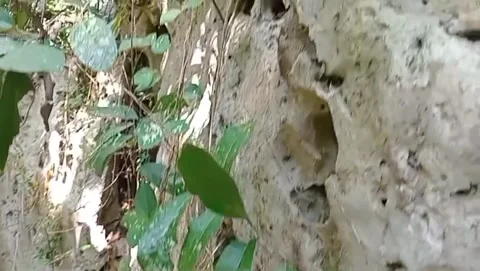 Traces of weathering on ancient limestone. Video stock 336903590