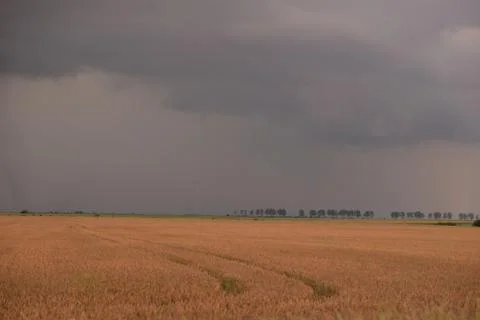 Traces in the wheat field. storm clouds in the plain in the sunset light Stock-Fotos