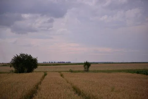 Traces in the wheat field. storm clouds in the plain in the sunset light Stock-Fotos