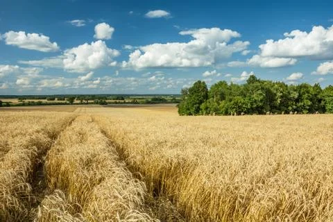 Traces of wheels in triticale, clouds and sky Stock-Fotos