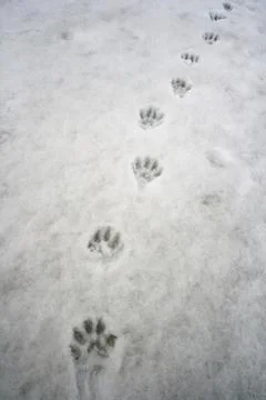 Traces of wolverine or Gulo gulo on spring melting snow in May. Foto stock
