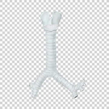 Trache 1 Stock Illustration