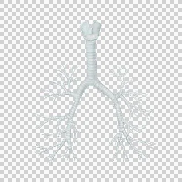Trache Stock Illustration