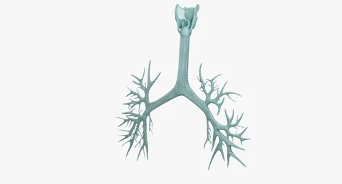Trachea Anatomical Model Pond Video stock 283840674