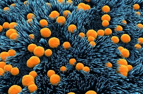 Trachea lining (surface) Ilustração Stock