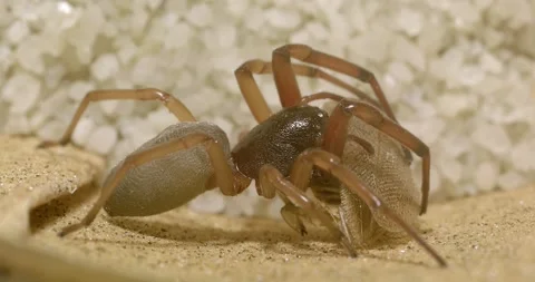 Trachealous spider killing and feeding on Spotted Mediterranean cockroach Stock Footage 219419348