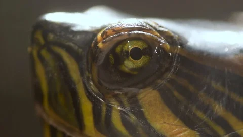 Trachemys dorbigni, Pond slider turtle eyes closeup macro blinking Stock Footage 116820299