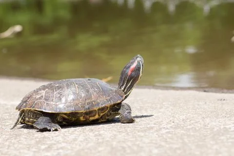 Trachemys scripta elegans closing eyes Stock Photos