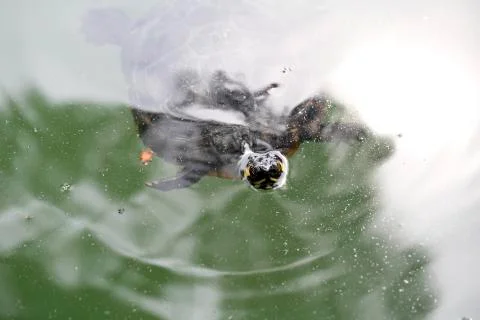 Trachemys scripta elegans freshwater turtle swims in pond with friends Foto stock