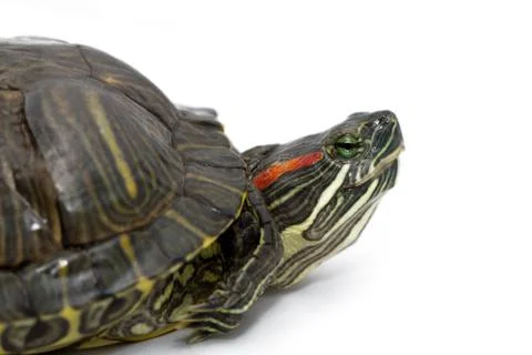 Trachemys scripta elegans Stock Photos