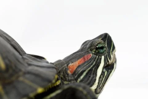 Trachemys scripta elegans Stock Photos