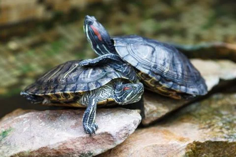 Trachemys scripta elegans Stock Photos
