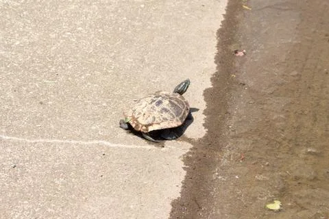 Trachemys scripta elegans Stock Photos