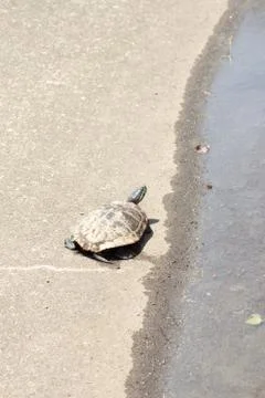 Trachemys scripta elegans Stock Photos