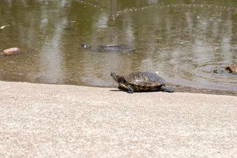 Trachemys scripta elegans Stock Photos