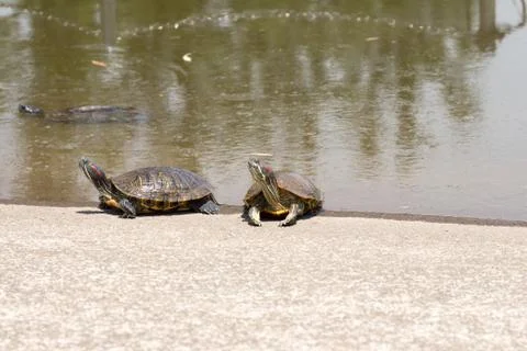 Trachemys scripta elegans Stock Photos